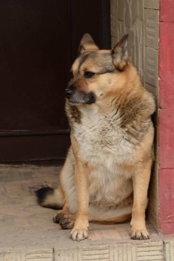 Köpek ya da evcil köpek (Canis lupus familiaris))