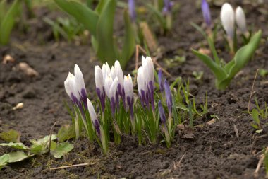 Safran (lat. Crocus (