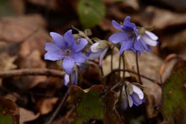 Kardamlası (Scilla) - Asparagaceae familyasından bir bitki cinsi. 