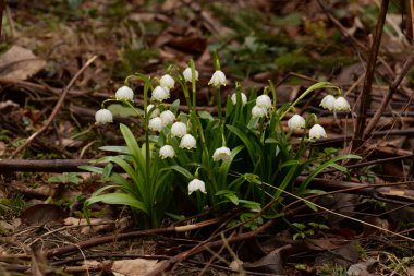 Taze beyaz çiçek (lat. Leucojum vernum L.)