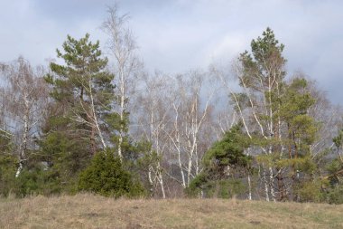 Sessiz köşe güzel doğa. Eski kozalaklı orman.