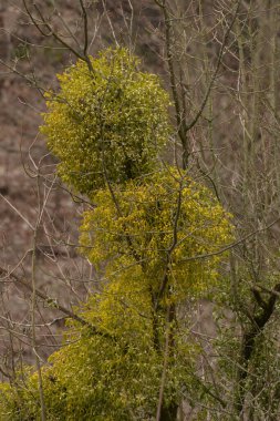 Ökseotu, Ivilga (Viscum) - Santal ailesinin yarı asalak çalılarının cinsi - Loranthaceae.