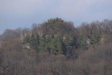 Sessiz köşe güzel doğa. Eski kozalaklı orman.