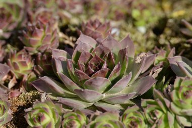Sempervivum, Crassulaceae familyasından bir bitki cinsidir.. 
