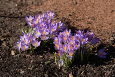 Safran (lat. Crocus (
