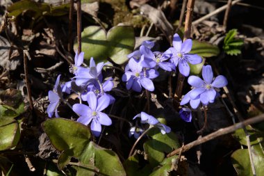 Kardamlası (Scilla) - Asparagaceae familyasından bir bitki cinsi. 