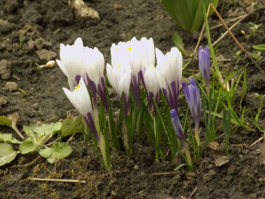 Safran (lat. Crocus (