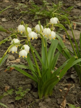 Taze beyaz çiçek (lat. Leucojum vernum L.)           