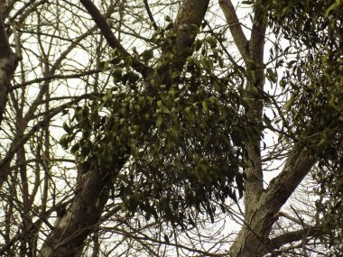 Ökseotu, Ivilga (Viscum) - Santal ailesinin yarı asalak çalılarının cinsi - Loranthaceae.          