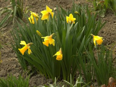 Narcissus (Narcissus), Amarillis familyasından bir bitki cinsidir..          