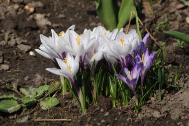 Safran (lat. Crocus (