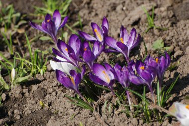 Safran (lat. Crocus (