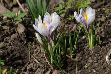 Safran (lat. Crocus (