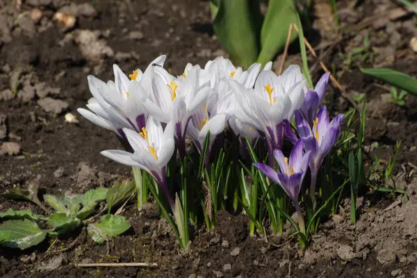 Safran (lat. Crocus (