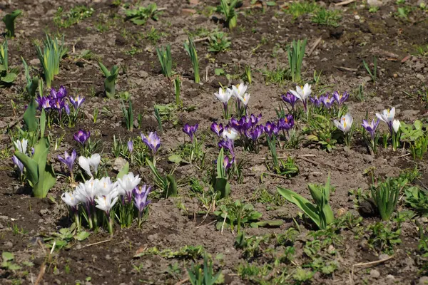 Safran (lat. Crocus (