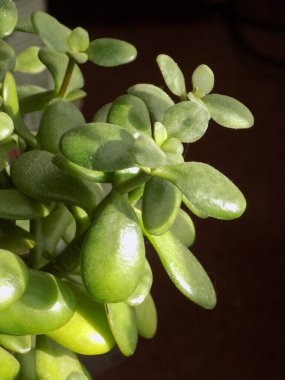 Crassula ovata (as Crassula portulacea Lam. ), ovata veya ovata (Crassula ovata), ayrıca para ağacı, yeşim ağacı, arkadaşlık ağacı olarak da bilinir.          