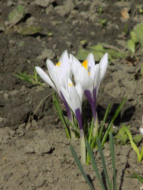 Safran (lat. Crocus (