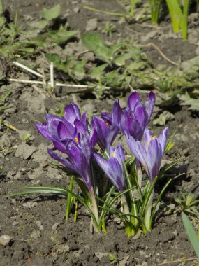 Safran (lat. Crocus (