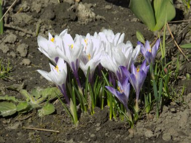 Safran (lat. Crocus (