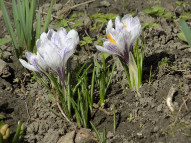 Safran (lat. Crocus (