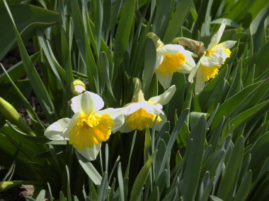 Narcissus (Narcissus), Amarillis familyasından bir bitki cinsidir..          
