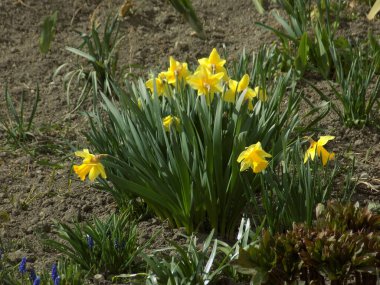 Narcissus (Narcissus), Amarillis familyasından bir bitki cinsidir..          