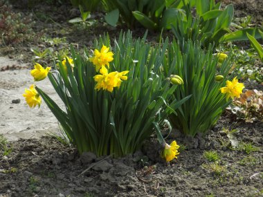 Narcissus (Narcissus), Amarillis familyasından bir bitki cinsidir..          