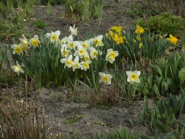 Narcissus (Narcissus), Amarillis familyasından bir bitki cinsidir..          