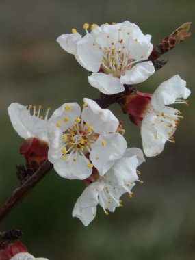 Kiraz eriği (Prunus cerasifera veya Prunus divaricata), gülgiller (Rosaceae) familyasından bir meyve ağacı..          