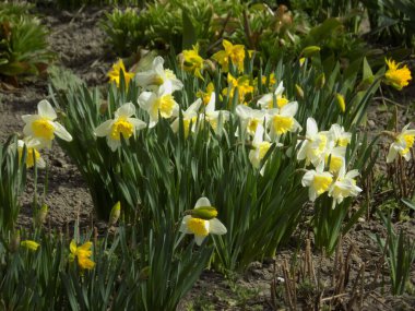 Narcissus (Narcissus), Amarillis familyasından bir bitki cinsidir..          
