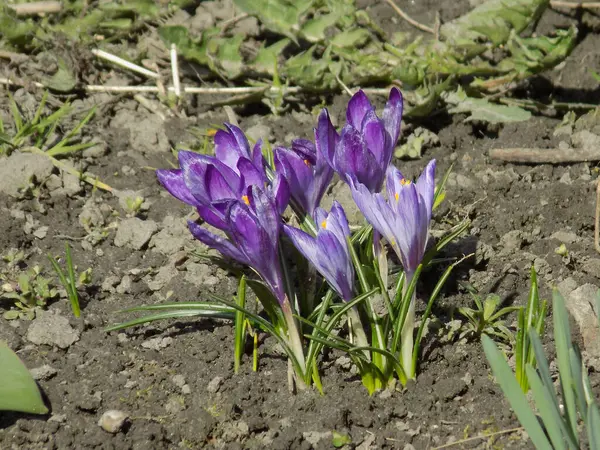 Safran (lat. Crocus (
