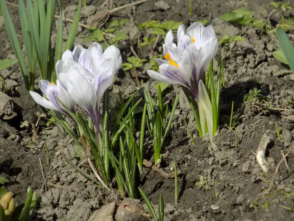 Safran (lat. Crocus (