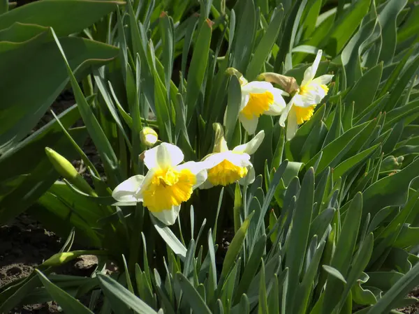 Narcissus (Narcissus), Amarillis familyasından bir bitki cinsidir..          