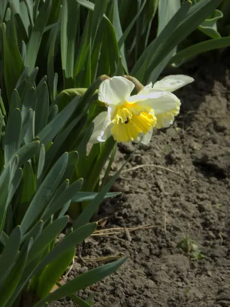 Narcissus (Narcissus), Amarillis familyasından bir bitki cinsidir..          