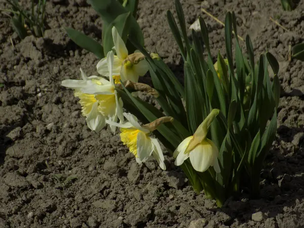 Narcissus (Narcissus), Amarillis familyasından bir bitki cinsidir..          