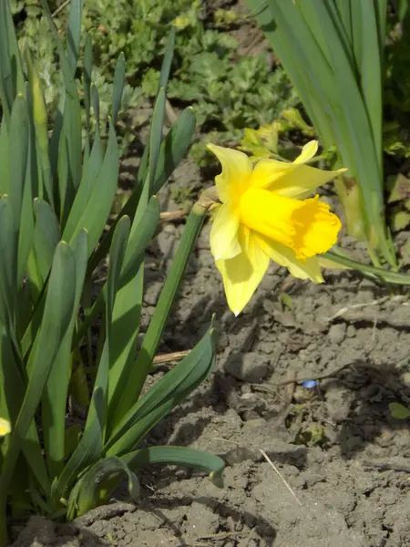 Narcissus (Narcissus), Amarillis familyasından bir bitki cinsidir..          