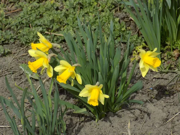 Narcissus (Narcissus), Amarillis familyasından bir bitki cinsidir..          