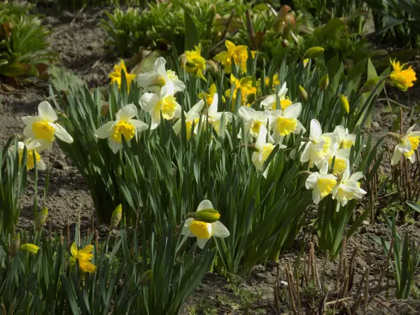 Narcissus (Narcissus), Amarillis familyasından bir bitki cinsidir..          