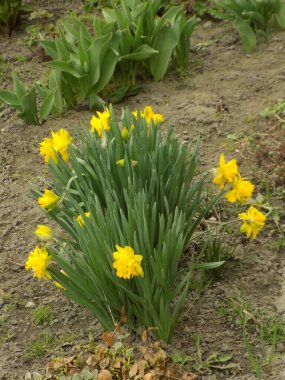 Narcissus (Narcissus), Amarillis familyasından bir bitki cinsidir..           