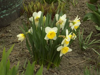 Narcissus (Narcissus), Amarillis familyasından bir bitki cinsidir..           