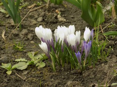 Safran (lat. Crocus (