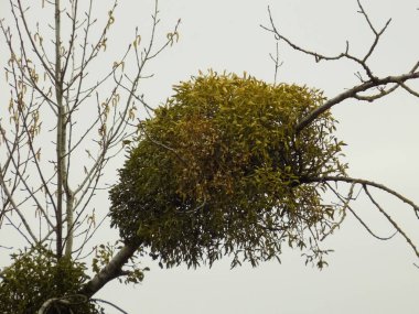 Ökseotu, Ivilga (Viscum) - Santal ailesinin yarı asalak çalılarının cinsi - Loranthaceae.          