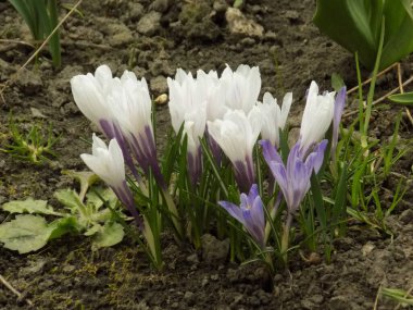 Safran (lat. Crocus (