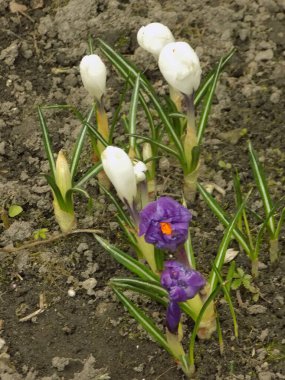 Safran (lat. Crocus (