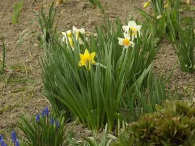 Narcissus (Narcissus), Amarillis familyasından bir bitki cinsidir..          