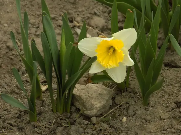 Narcissus (Narcissus), Amarillis familyasından bir bitki cinsidir..          