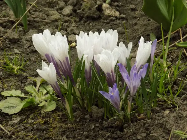 Safran (lat. Crocus (