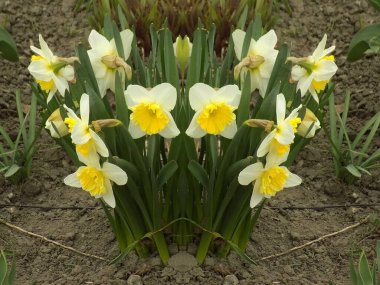 Narcissus (Narcissus), Amarillis familyasından bir bitki cinsidir..          