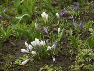 Safran (lat. Crocus (