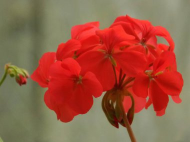 Petunya (Fransız petunyasından Latince Petunya - tütün) - bitkisel bitki cinsi.           